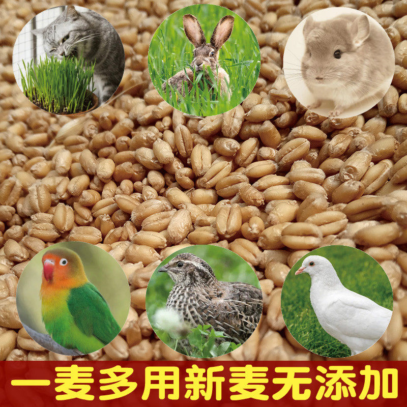 当季河南小麦种子小麦粒酿酒发芽猫草自种水培磨面喂鸟鸽宠物饲料