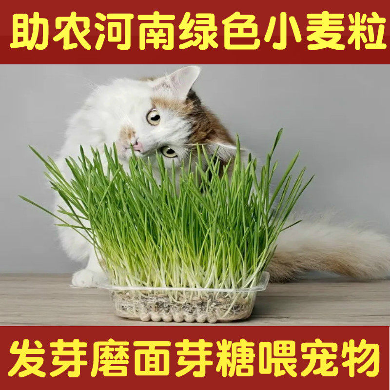 发芽猫草当季河南小麦种子酿酒小麦粒自种水培磨面喂鸟鸽宠物饲料