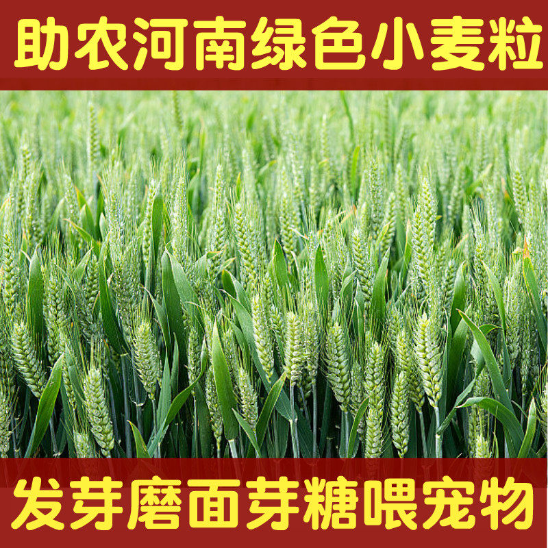 当季河南小麦种子酿酒发芽猫草自种水培磨面小麦粒喂鸟鸽宠物饲料