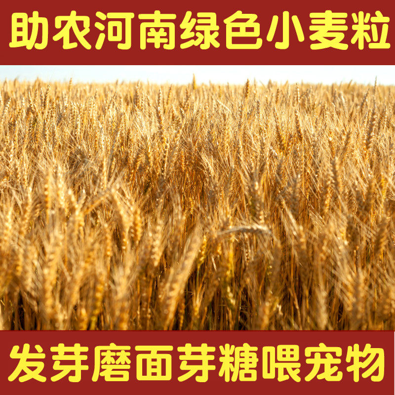当季河南小麦种子小麦粒酿酒发芽猫草自种水培磨面喂鸟鸽宠物饲料