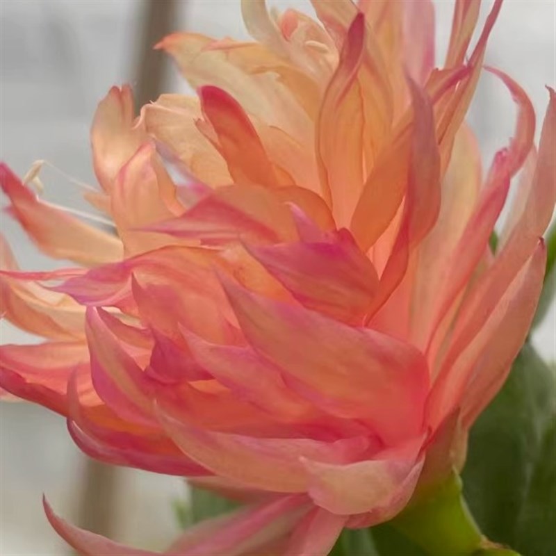 进口蟹爪兰无根叶片 一拖几发货 如图所示 不是很老