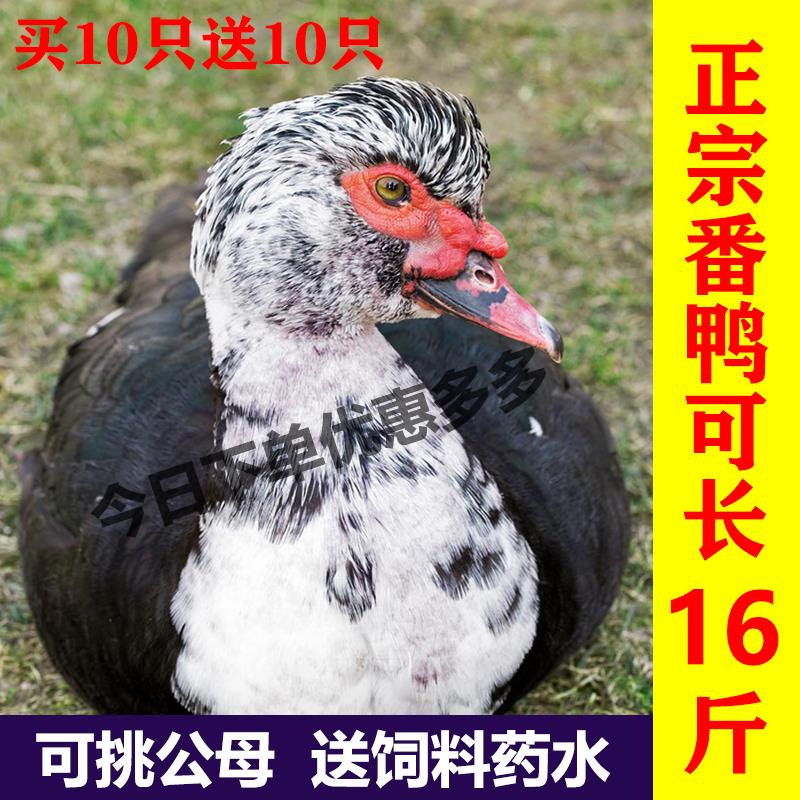 纯种番鸭活苗活体高产黑番鸭小鸭子幼苗藤子鸭肉鸭土鸭西洋鸭鸭苗