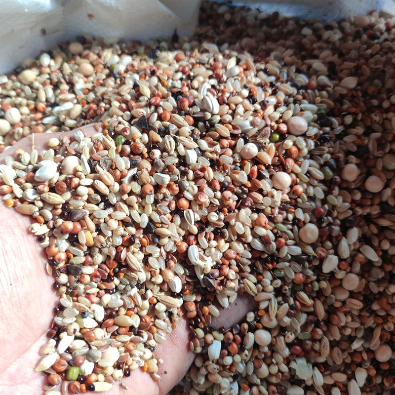 鸽粮50斤无玉米粒红高粱豌豆小麦幼信鸽通用粮食10斤20斤鸽粮