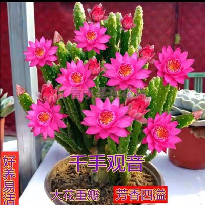 包活开花千手观音仙人掌蟹爪兰重瓣大花浓香四季花卉阳台绿植盆栽