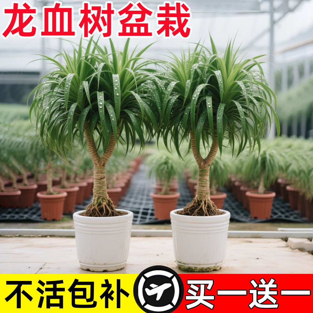 龙须树盆栽大型客厅多头绿植办公室内龙血树造型小苗带土老桩盆景