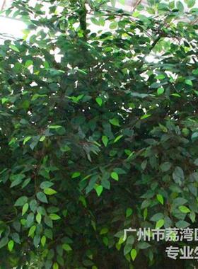 厂家仿真植物树定制人造榕树仿真树商场广场园林观景绿色植物