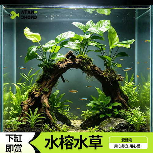 水榕草鱼缸培植物真底造景