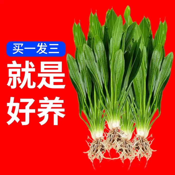 迷你九冠水草植物真养鱼造