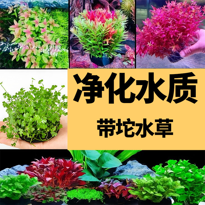 鱼缸水草坨草植物活体增氧阴性生态水培绿植新手懒人造景无需底砂,宠物/宠物食品及用品,水草,淘宝优惠券,粉丝福利购,淘宝优惠卷