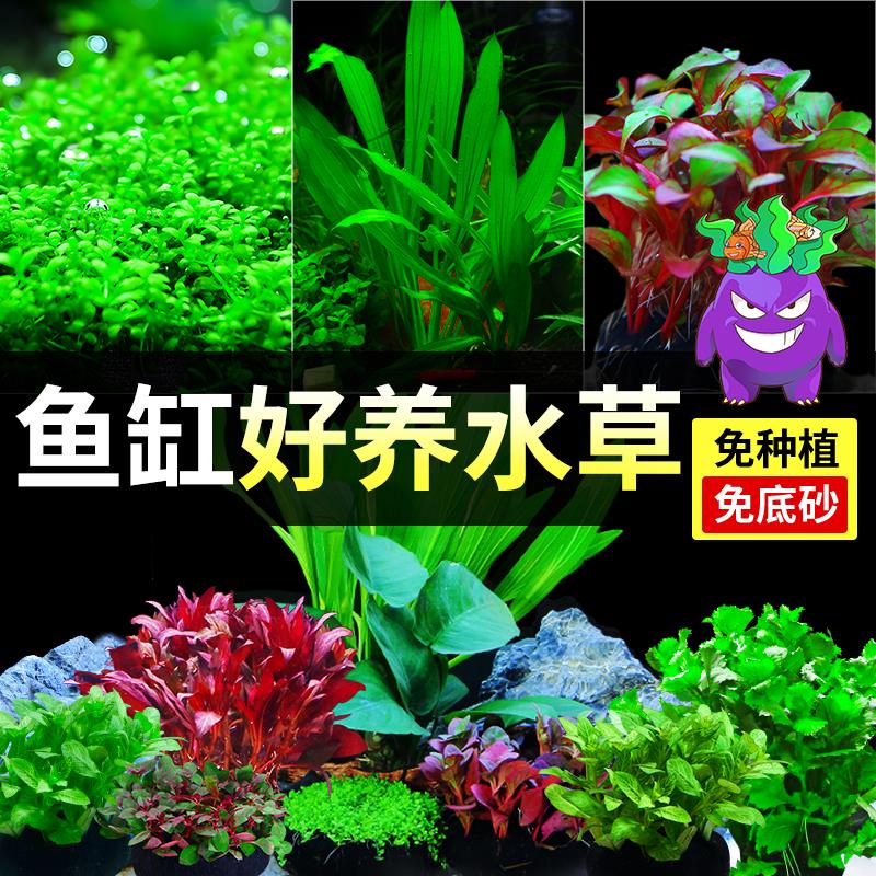 水草植物鱼缸真造景生态全