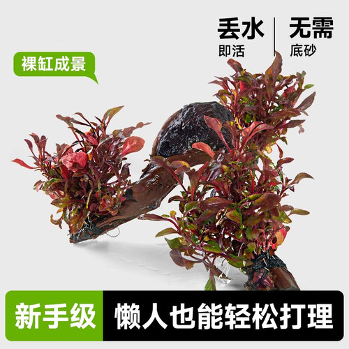 鱼缸活体水草籽阴性造景植