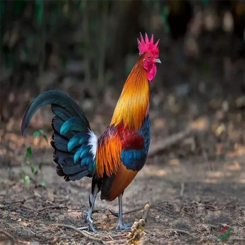 纯种云南茶花鸡幼苗出壳活苗小鸡白耳红耳一二代原鸡活苗活体