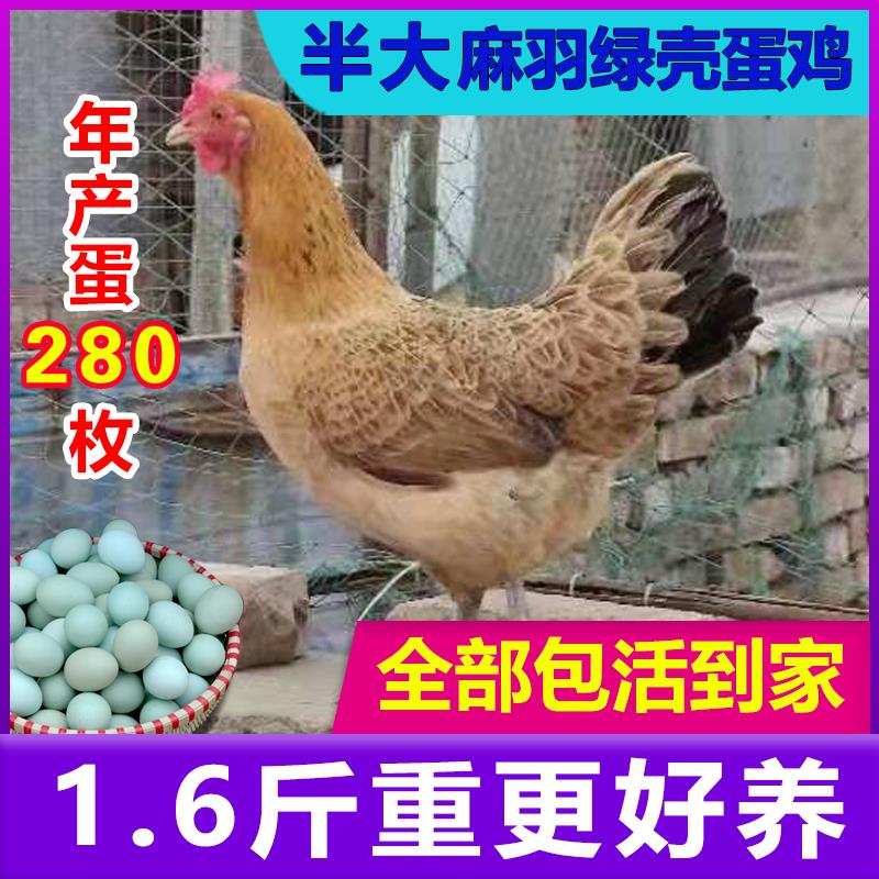 一斤半斤二斤左右高产麻羽绿壳蛋鸡活苗产蛋王鸡活苗蛋鸡小鸡活苗