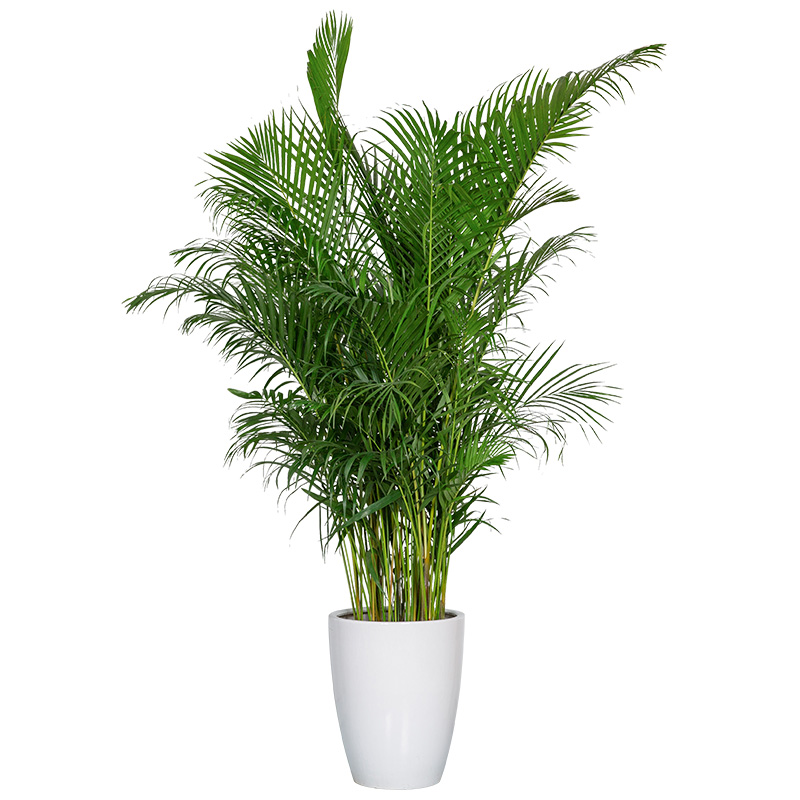 花兮绘散尾葵植物客厅大型盆栽室内办公室四季净化空气凤尾竹绿植