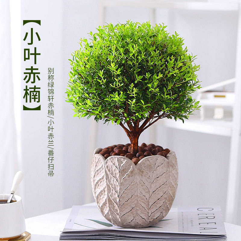 小叶赤楠盆景老桩办公室室内养活季常青绿色