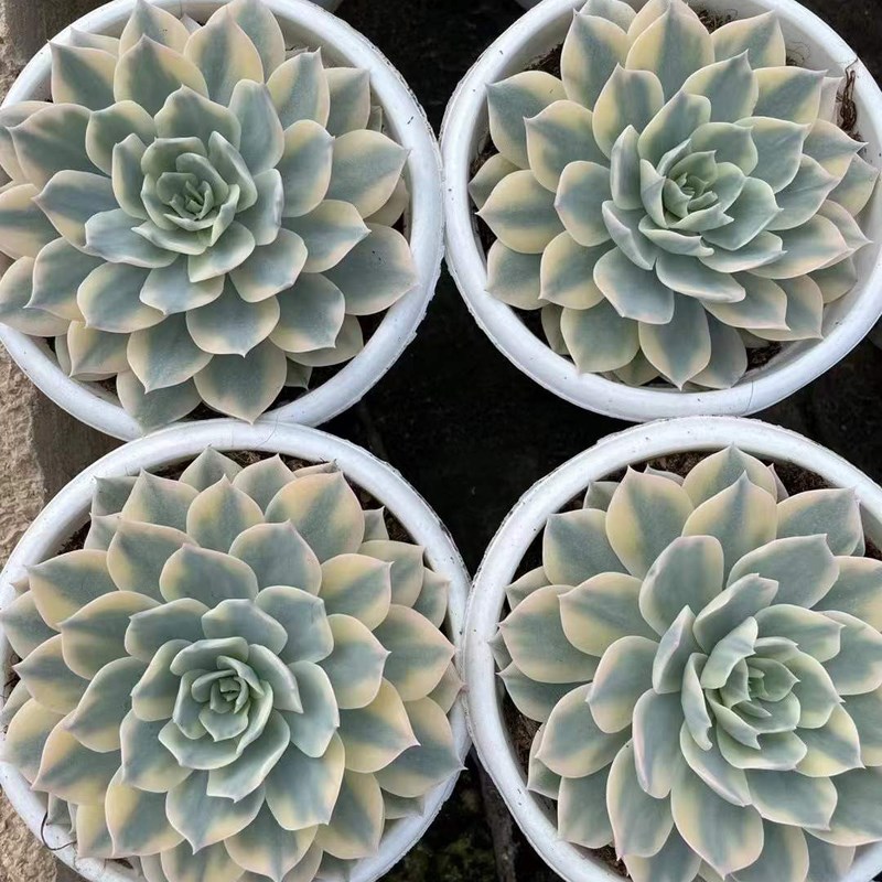 超大颗单桩粉色皮氏锦稀有趣味办公桌多肉植物室内花卉阳台防辐射