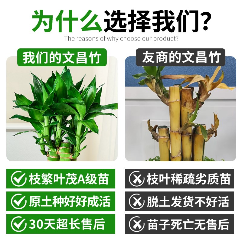 水养文昌竹支金榜题名富贵竹水培植物带根绿植室内盆栽竹子盆景