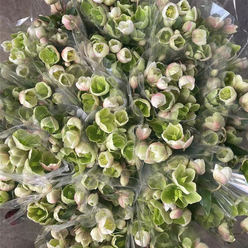 铁筷子兔葵鲜花云南昆明斗南市场基地直发家用水养插花瓶顺丰绿白