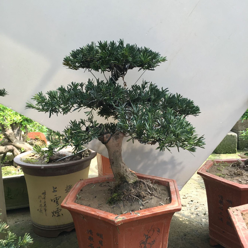 罗汉松盆景树桩 榆树盆栽庭院绿植办公室黄杨造型松树景观