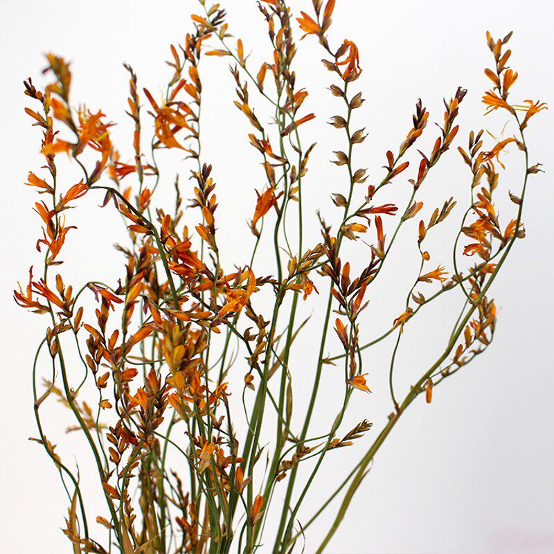雾中情干 金娥绒黄栌翠扇龙船火焰兰菠萝菊洋甘菊小菊配草