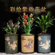 包邮 紫砂兰花盆特价 清仓 中国风陶瓷花盆带托盘简约君子兰专用花盆