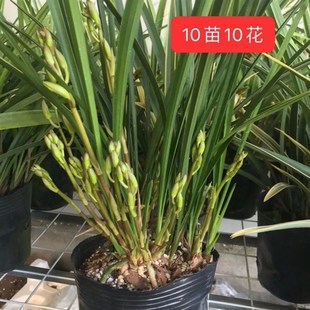 【铁骨素12苗带5至8花苞】四季开花原盆原土浓香型兰花客厅细叶兰