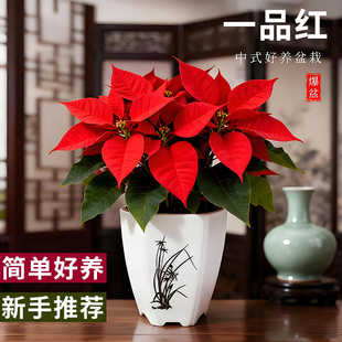 一品红盆栽室内外客厅鲜花绿植圣诞花年宵花阳台庭院植物净化空气