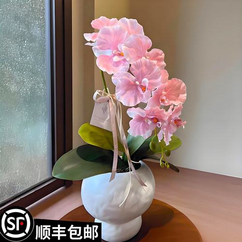 蝴蝶兰花苗带花剑带花苞盆栽兰花