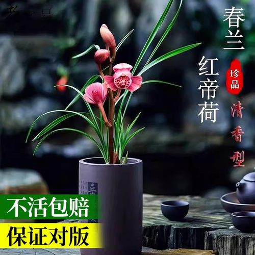 十大名贵兰花春兰红帝荷兰花