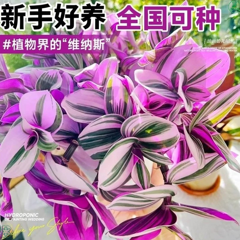 七彩石斛油画婚礼盆栽室内植物图片