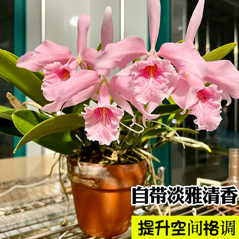 基地特价大花卡特兰新品浓香