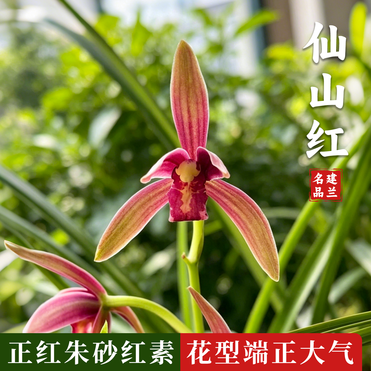 香韵兰花苗 建兰四季兰铭品仙山红 现带花苞浓香客厅花卉好养花卉