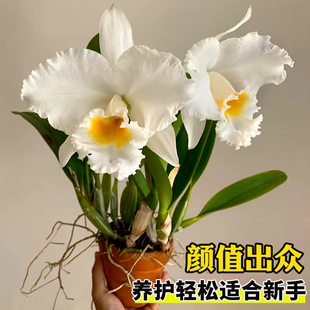 特惠精品台湾大花卡特兰浓香大苗原杯花期长网红洋兰基地清仓盆栽