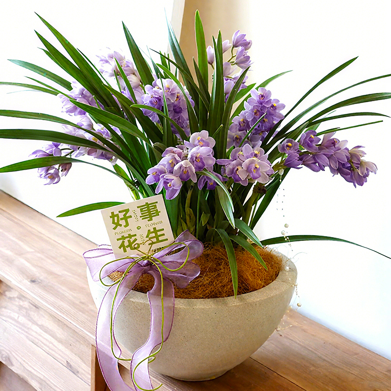 兰花苗大花蕙兰冬带花苞