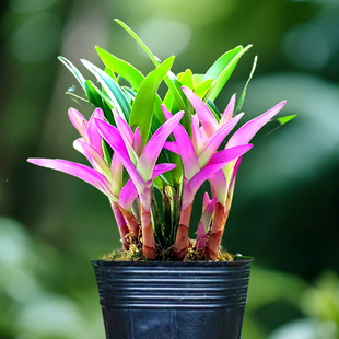 新品七彩香水石斛兰花苗带红芽室内盆栽花卉绿植冬带花苞好养鲜花