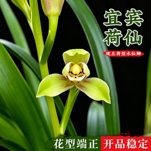 香韵兰花苗建兰荷型水仙 宜宾荷仙 现带浓香花苞出售室内花卉盆栽