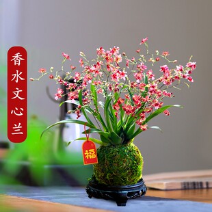 香韵兰花基地梦香文心兰盆栽现带花苞阳台兰花花卉年宵花卉植物