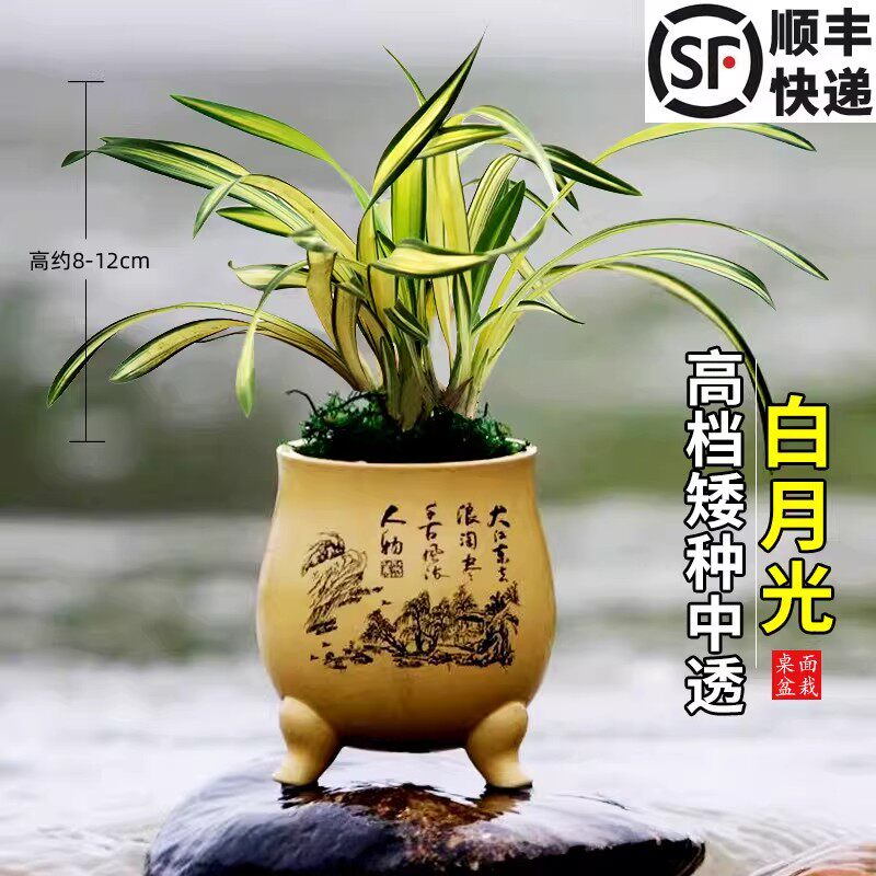 兰花苗春兰矮种中透叶艺白月光