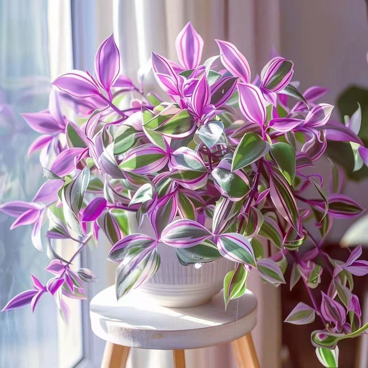 油画婚礼吊兰多肉小盆栽办公室