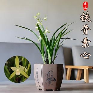 四季建兰铁骨素心夏带花苞耐寒开花浓香室内阳台好养绿植花卉盆栽