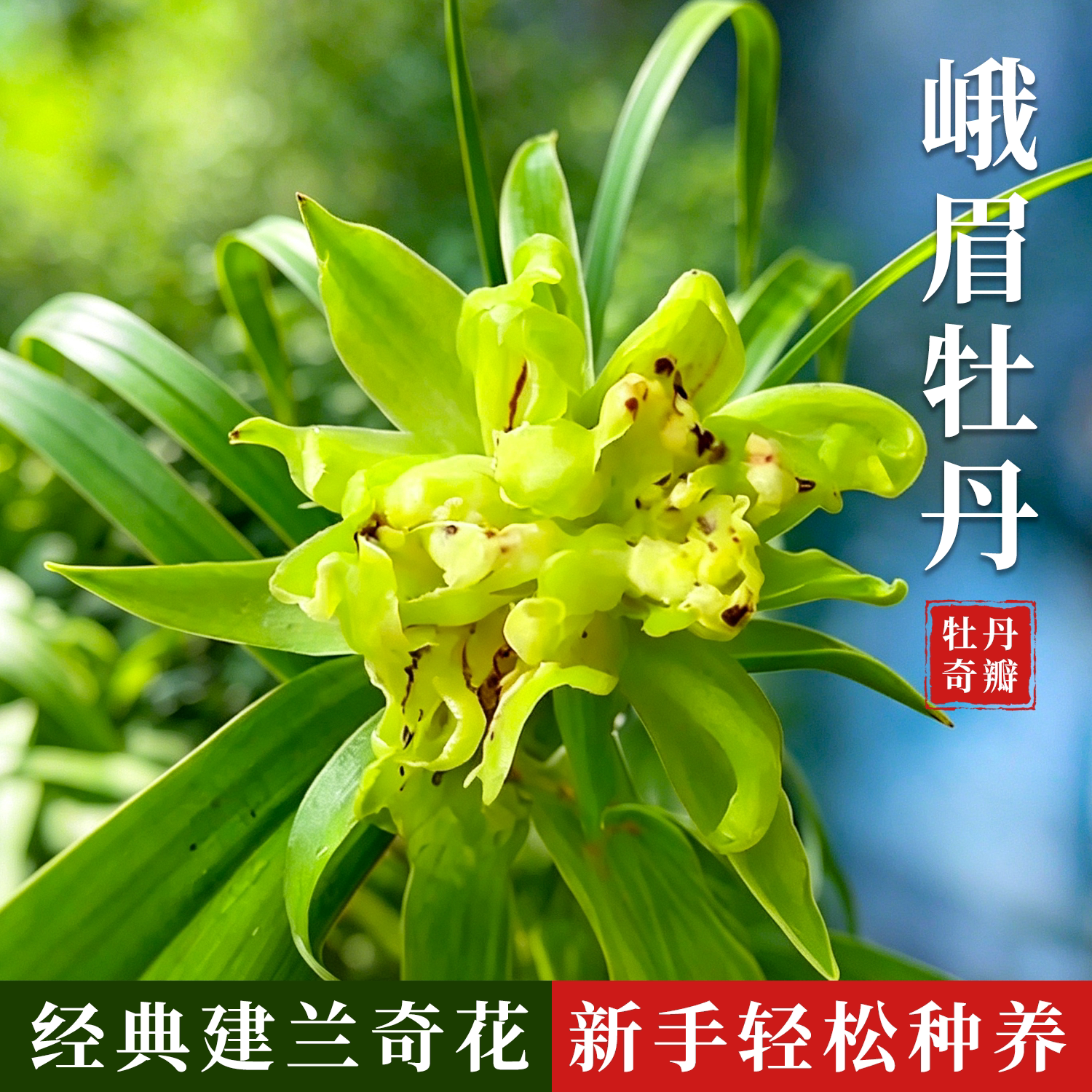 建兰多瓣奇花峨眉牡丹兰花苗好养