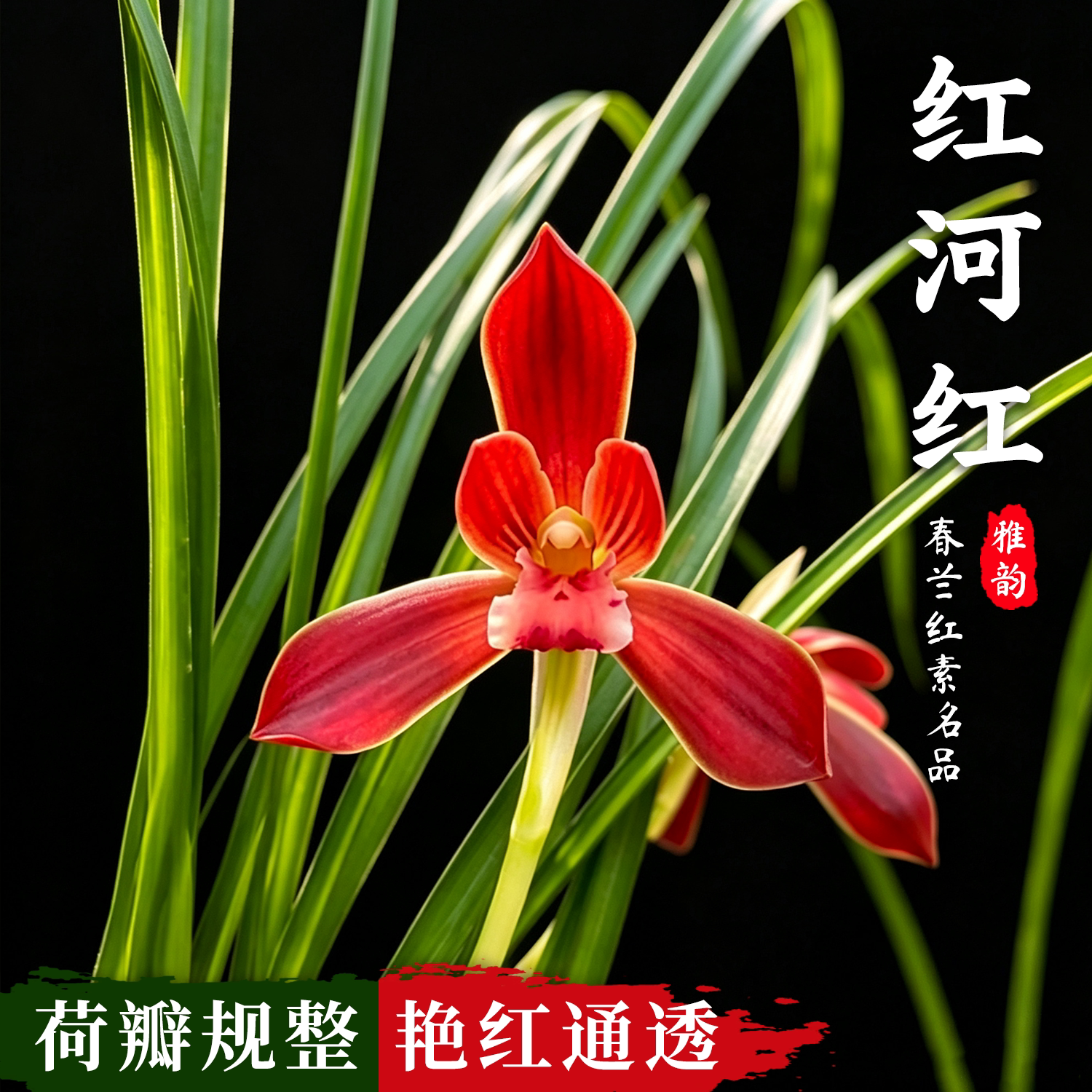 莲瓣兰红河红兰花苗冬带花苞浓香