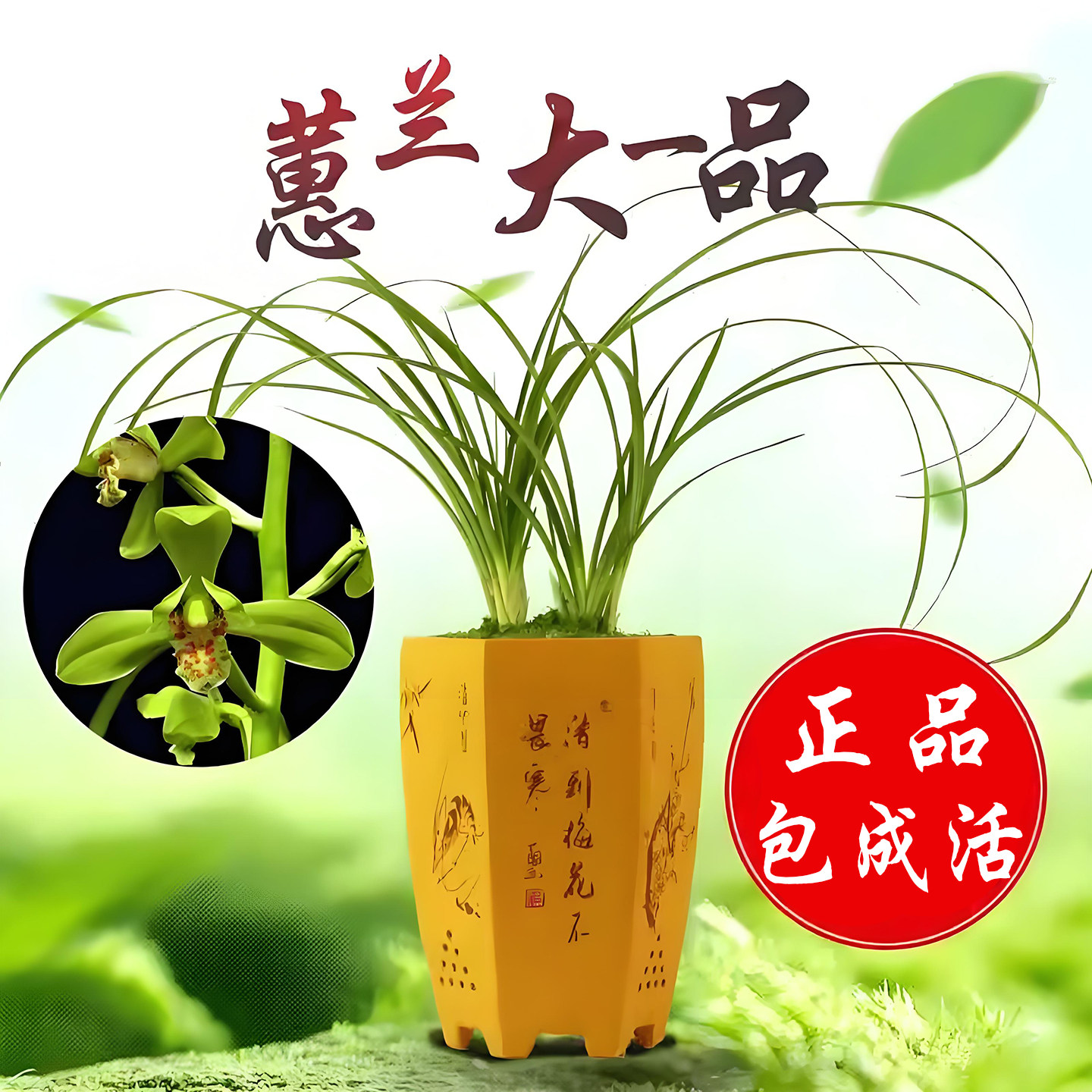 蕙兰大一品兰花盆栽冬带花苞