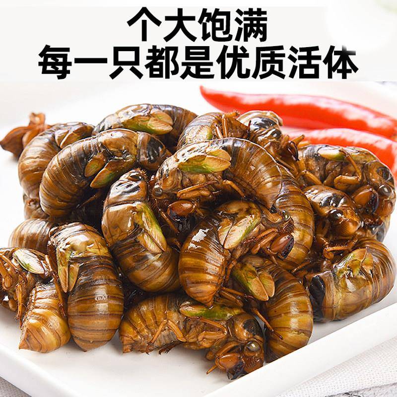 新品知了猴金蝉新鲜蝉蛹鲜活2026现捕爬叉猴子结了龟冷冻知了猴子
