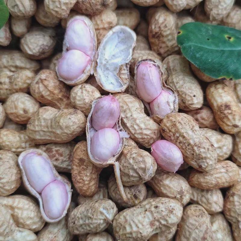 2024年新鲜湿花生粉皮带薄皮壳带泥新小花生带泥水煮现挖蔬菜5斤