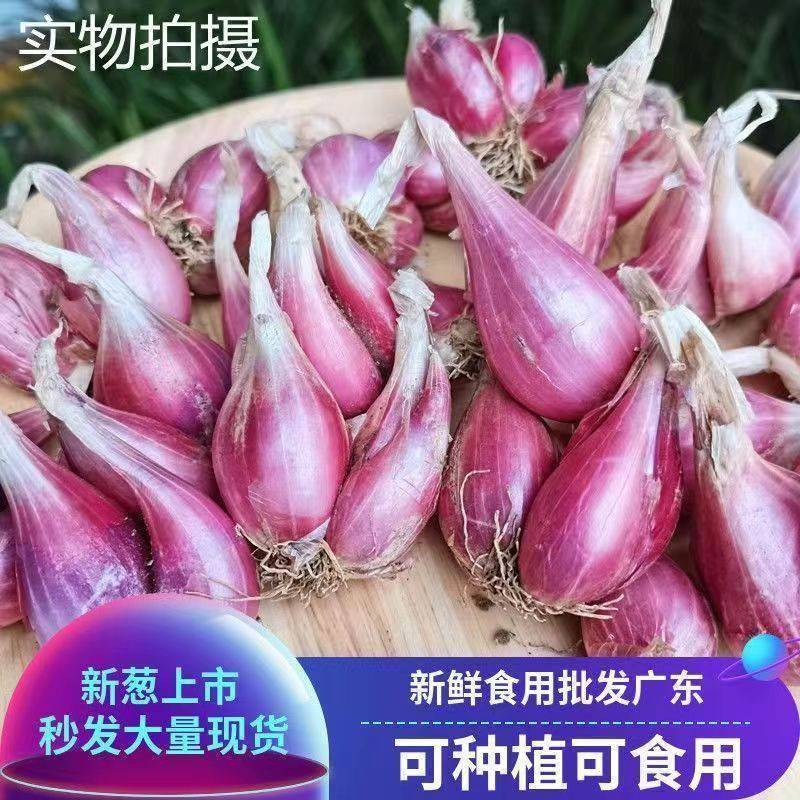 正宗沙姜红葱头红头火葱红皮小香葱广东本地四季老干
