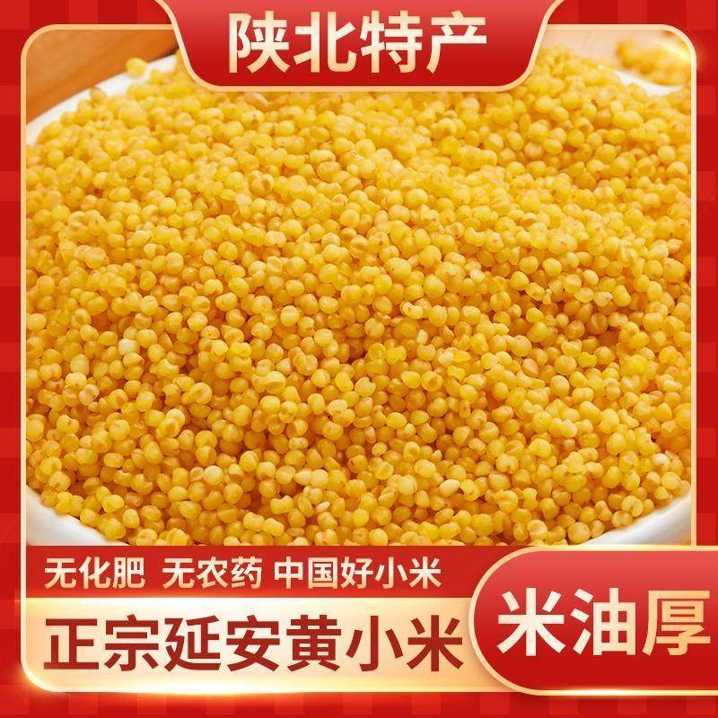 陕北米脂小米黄小米陕西油
