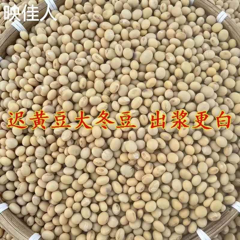 四川农家椭圆土黄豆3/5/8斤 发豆芽打豆花压豆腐老品种豆子可做种