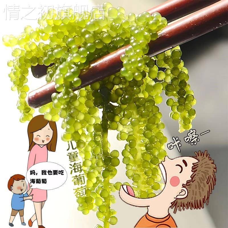 儿童海葡萄绿色鱼子酱即食泡发小孩吃的新鲜盐渍海葡萄官方旗舰店