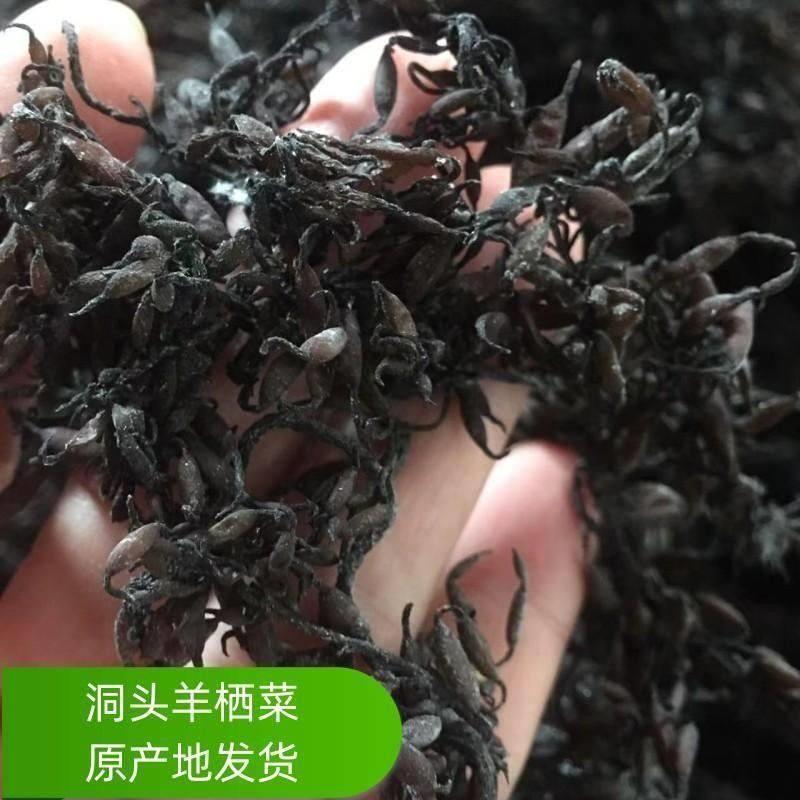 温州洞头特产日晒羊栖菜干货品鹿角菜海藻长寿菜500g包邮旗舰店